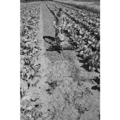 Stihl -Stihl AFD 161531